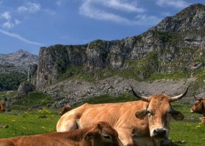 paisaje y naturaleza asturias