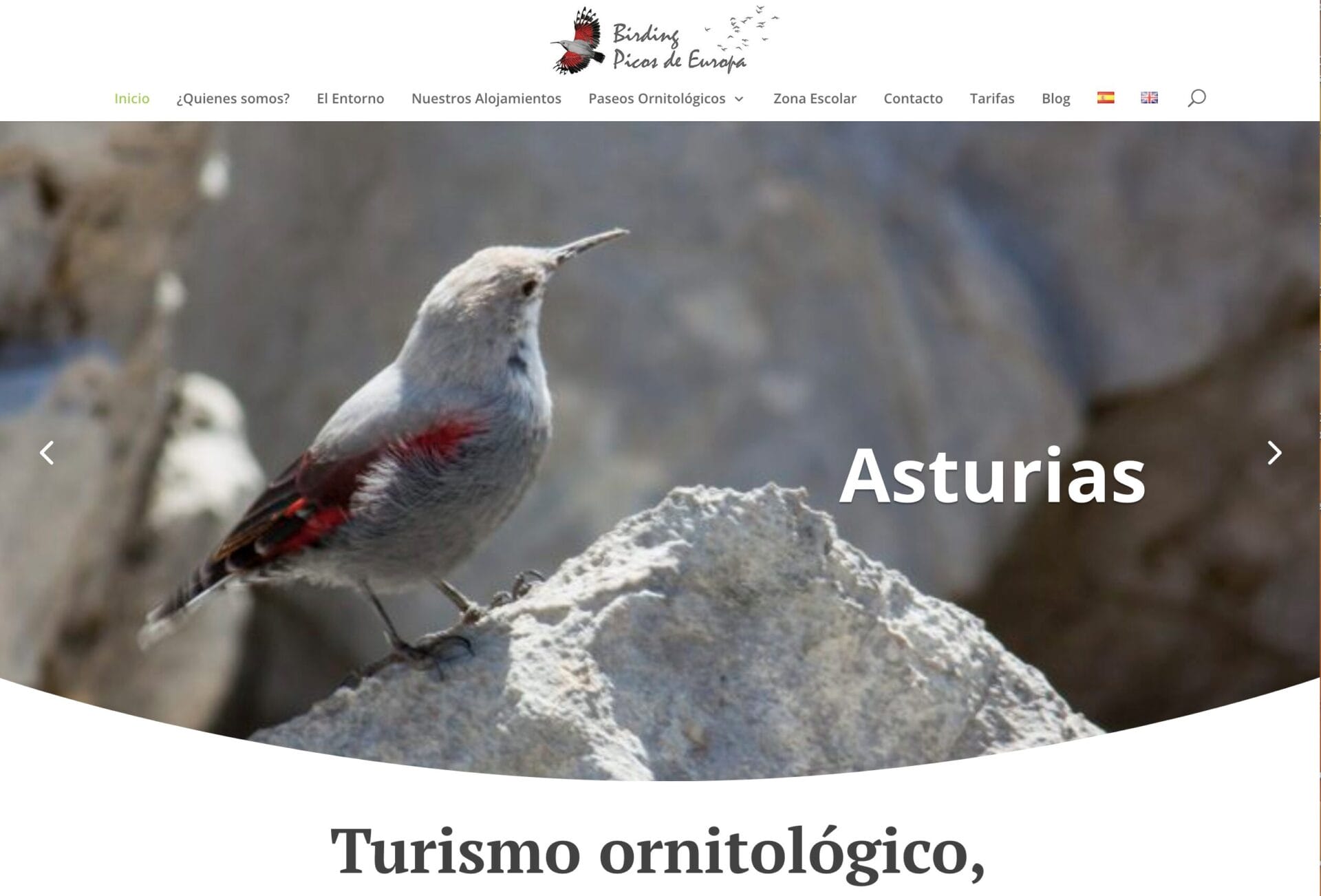 Birding Picos de Europa. Inicio